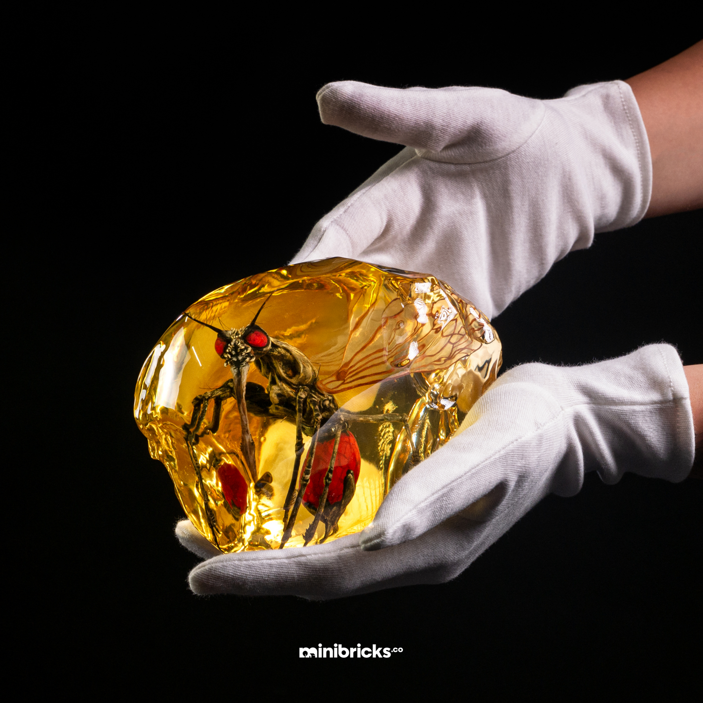 Prehistoric mosquito in amber